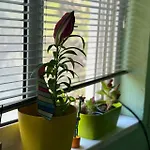 Apartment Fresh *
