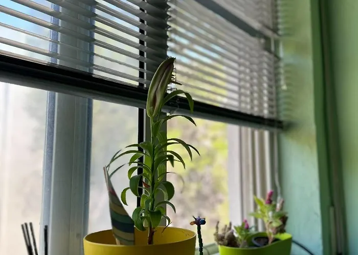 Apartment Fresh Golem (Tirana)